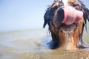 Saltwater for Dogs