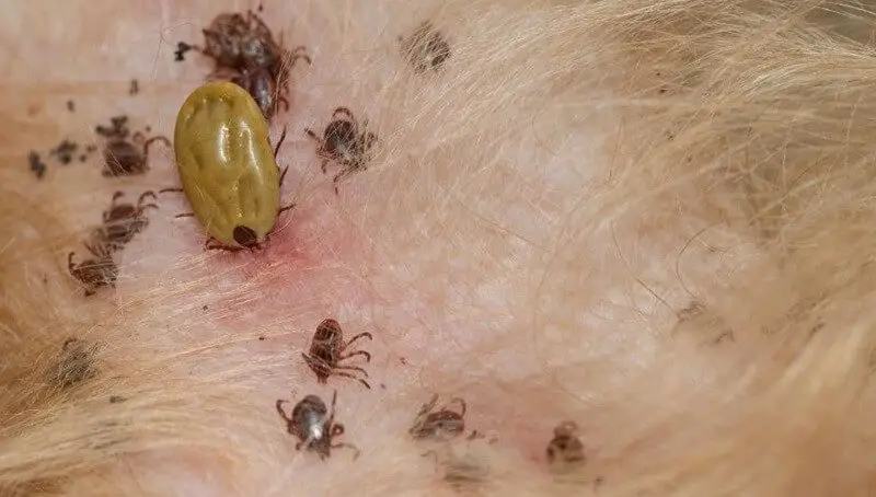 Seed Ticks on Dog