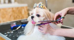 Shih Tzu Grooming Long