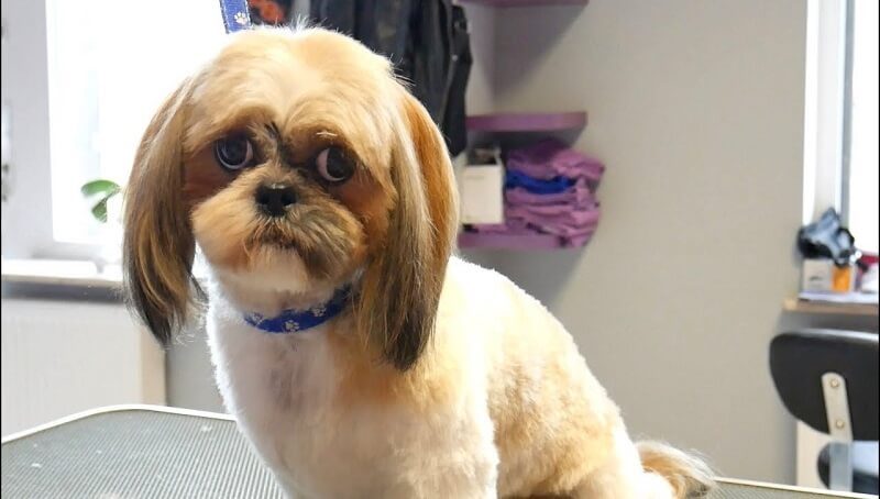 Shih Tzu Grooming