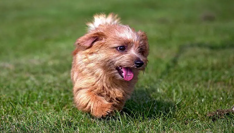 Small Terrier Breeds