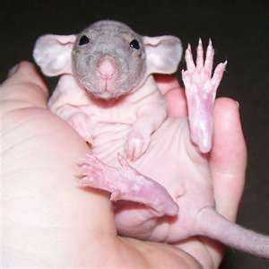 Small Hairless Rat