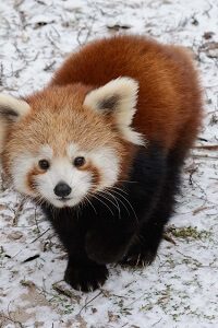 Small Red Panda