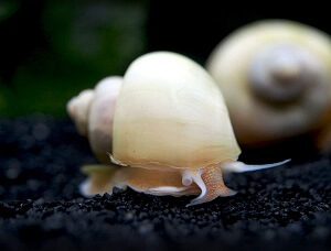 Some Types of Mystery Snails