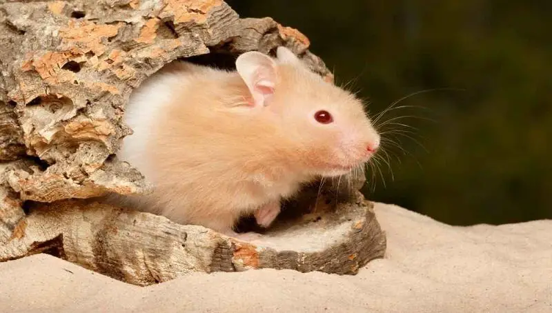 Teddy Bear Hamsters and their Lifespan and Life Cycle 3 Teddy Bear Hamster Lifespan