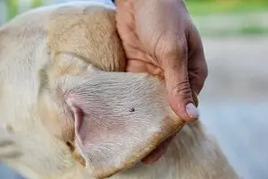 Ticks on dog's ear