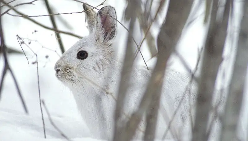 Where do Rabbits Live