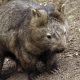 Wombat as Pet