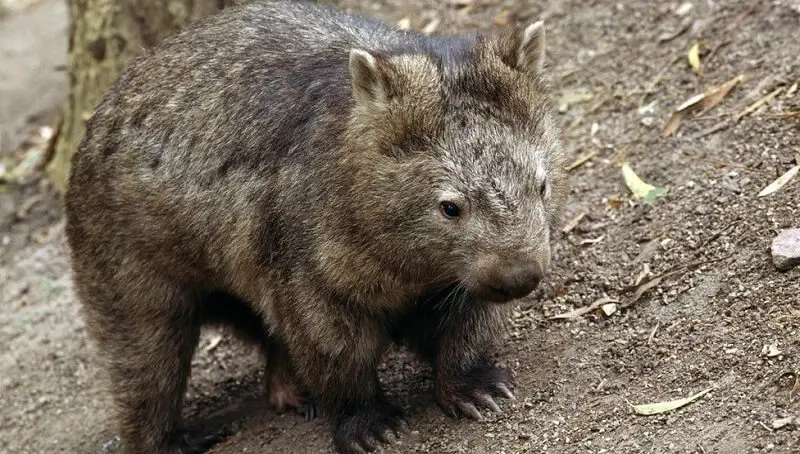 Wombat as Pet