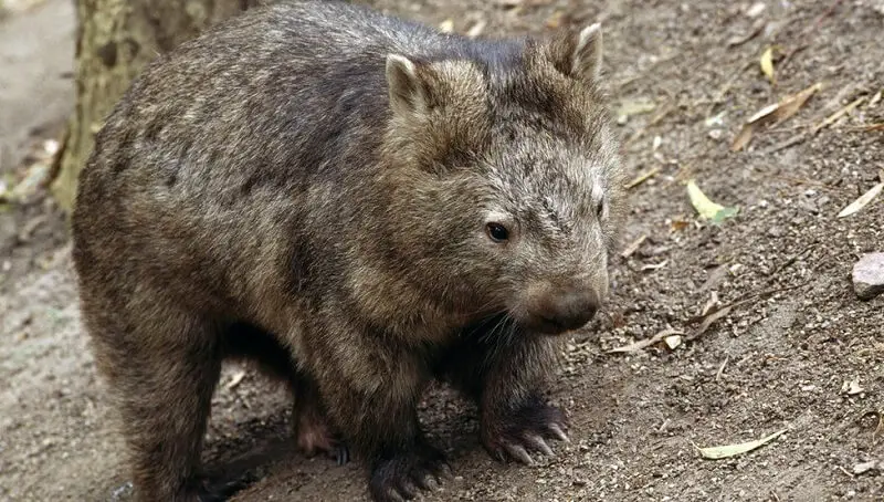 Can You Keep Wombats As Pets? Why or Why Not? 2 Wombat as Pet