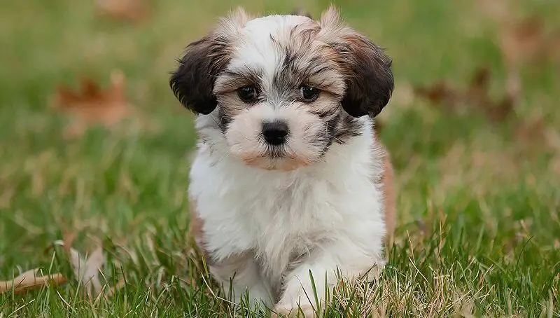 Facts About the Bichon Shih Tzu 2 Bichon Shih Tzu Facts