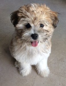 Bichon Shih Tzu Pup