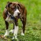 Boxer Pitbull Mix Facts