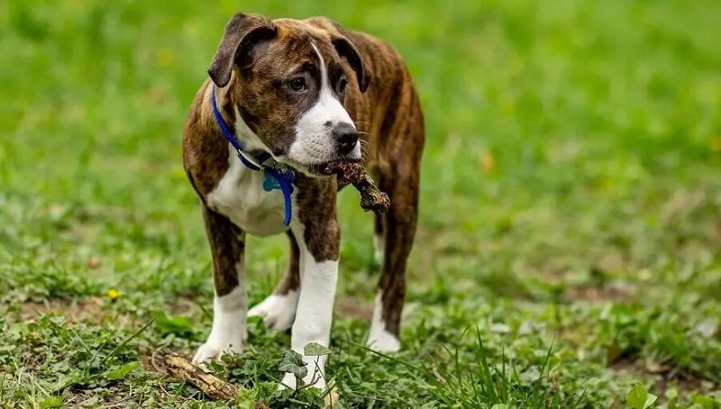 The Boxer-Pitbull Mix Dog - Personality Traits 4 Boxer Pitbull Mix Facts