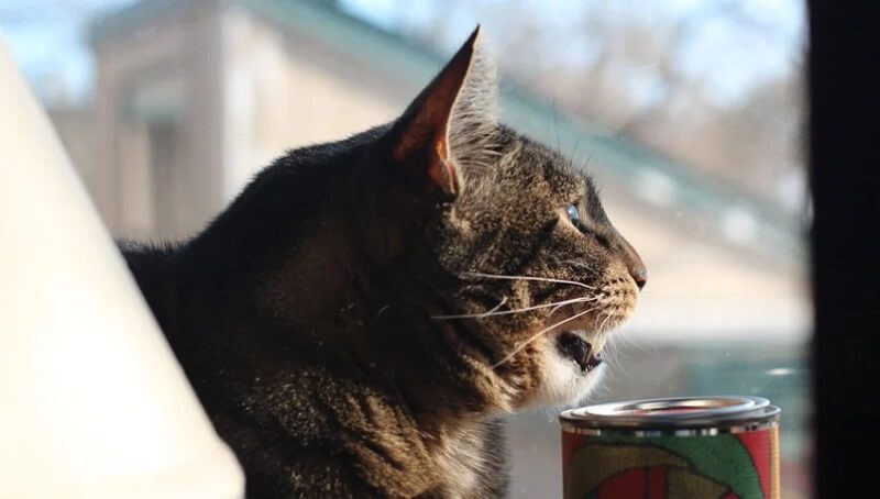 Why Do Cats Chirp in General? 2 Cat Chirping Reason