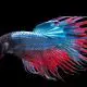 Crowntail Betta Facts
