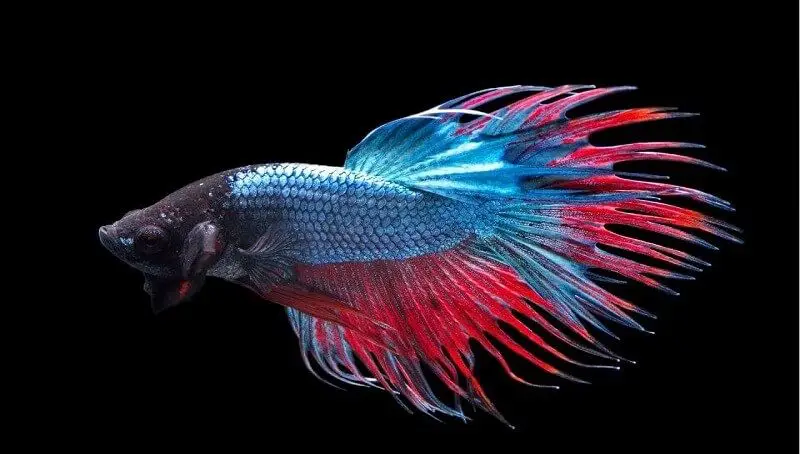 Crowntail Betta Fish - Care Tips 4 Crowntail Betta Facts