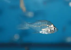 Indian Glass Fish