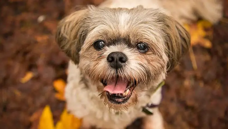 How Long do Shih-Tzus Usually Live? - Shih Tzu Lifespan 3 Shih Tzu Lifespan
