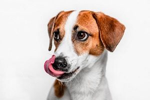 Anxious Dog Licking its Lips