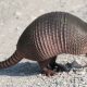 Armadillo as Pet