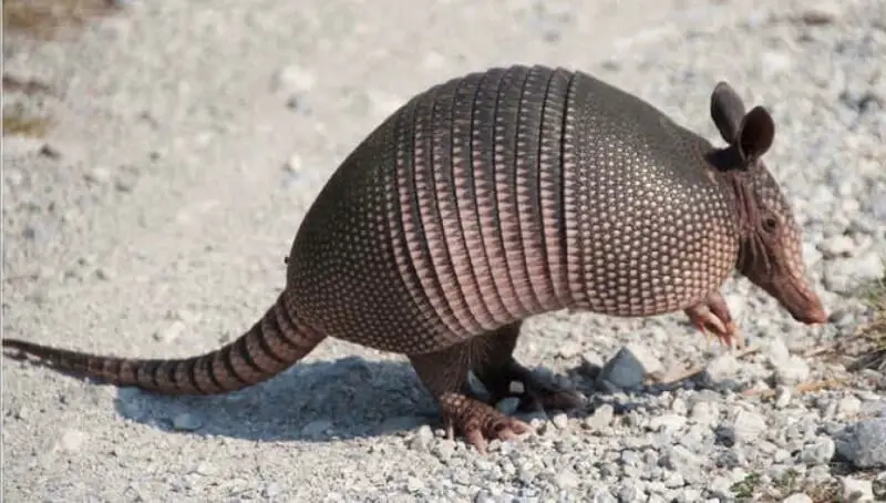 Armadillo as Pet