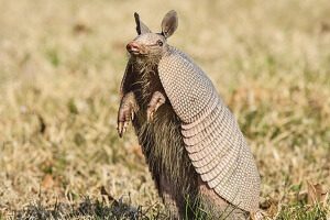 Armadillo in the Wild