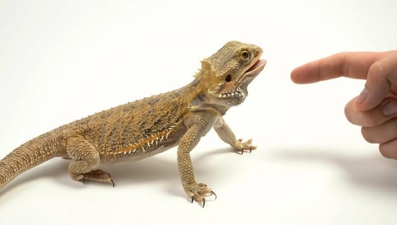 Is a Bearded Dragon’s Bite Dangerous to Humans? 4 Bearded Dragon Bite