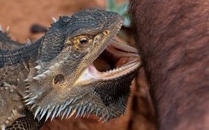 Bearded Dragon Biting Hand