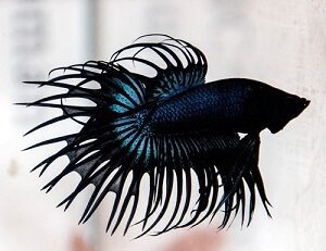 Black Crowntail Betta Fish