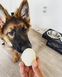Can Dogs Eat Hard Boiled Eggs