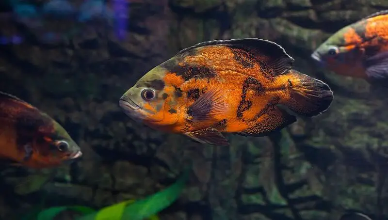 Taking Care of a Pet Carnivorous Fish 2 Carnivorous Fish Care Tips