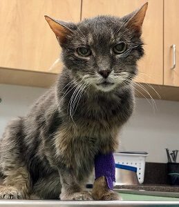 Cat at Vet