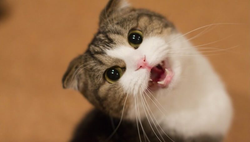 Common Reasons Why a Cat Won’t Stop Meowing 4 Cat Meowing Extensively