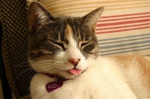 Cat Sleeping With Tongue Out