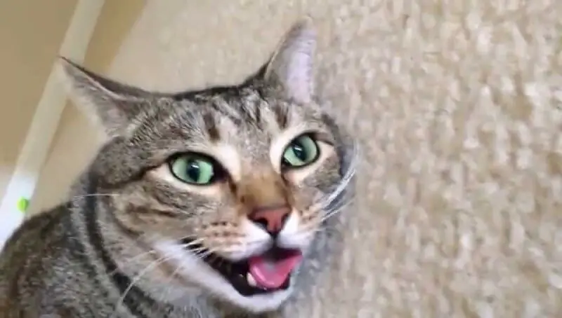 Cat Sticking Tongue Out