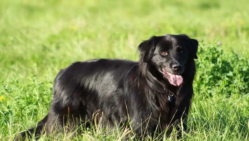 Chabrador Chow Chow Labrador Mix