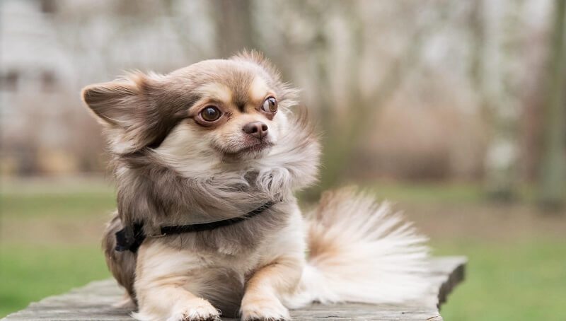 Chihuahuas Coat Shedding