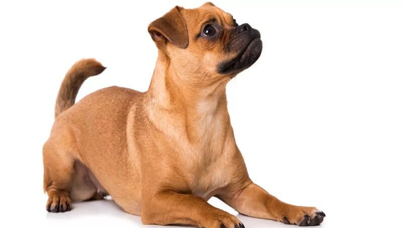 The Pug-Dachshund Mix Breed - Information on Pugsund/Daug 4 Daug Dog Crossbreed