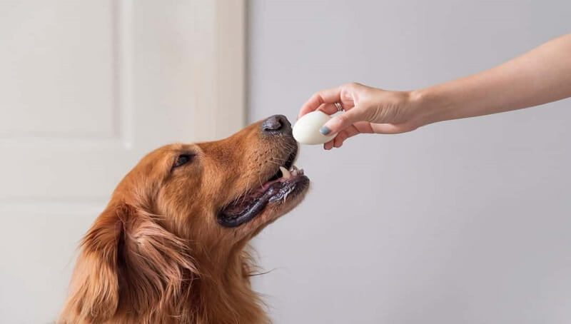 Dog Eating Hard Boiled Eggs