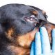 Dog Eye Infection