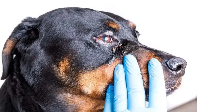 Dog Eye Infection