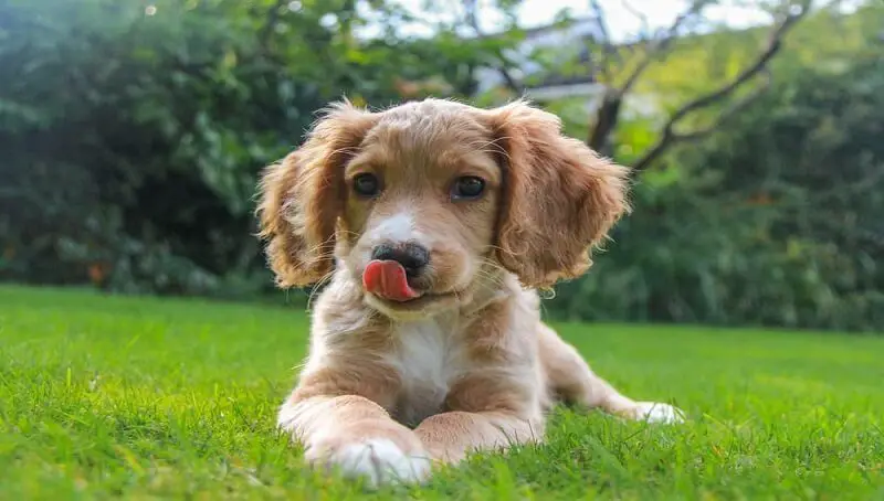 Dog Licking its Lips