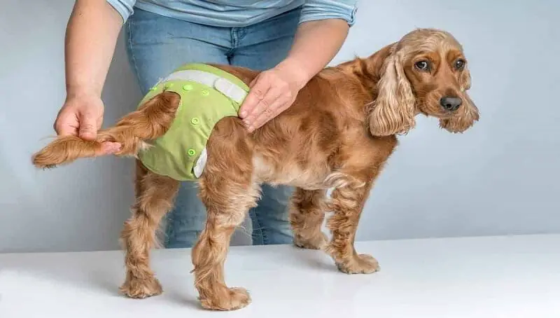 How Long Does a Dog Stay in Heat? 2 Dogs In Heat Cycle
