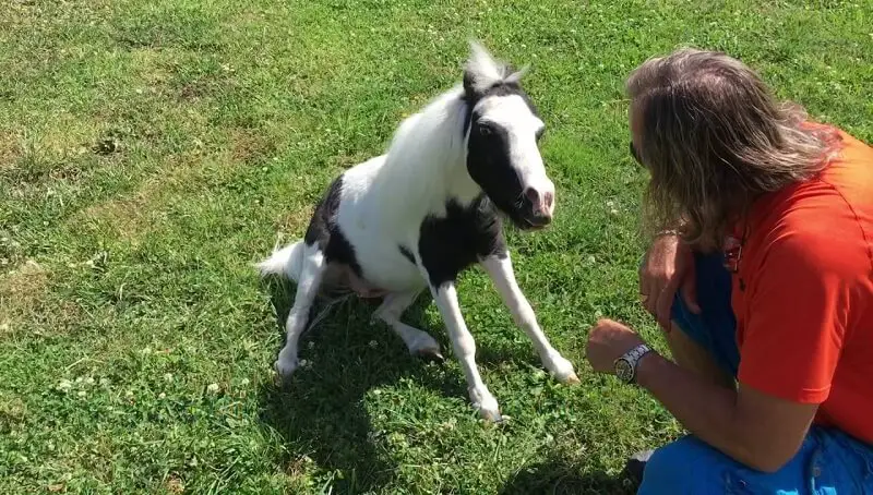 Einstein Horse – The Smallest Horse in The World? 3 Enstein Horse