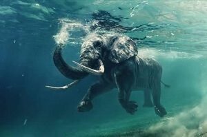 Elephant Undwerwater