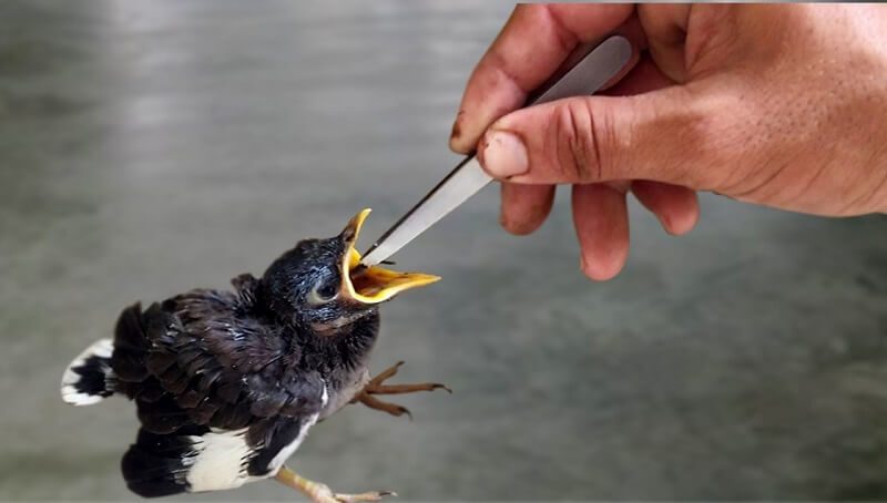 Feeding a Baby Bird