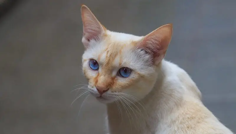 Flame Point Siamese Facts