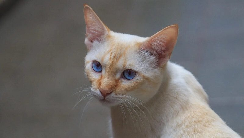 The Flame Point Siamese - Facts About The Rarest of The Cats 4 Flame Point Siamese Facts