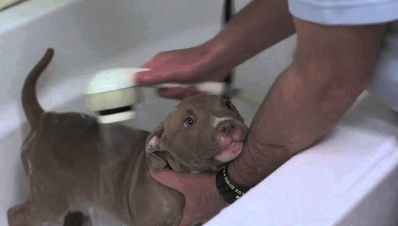 Flea Treatment in Puppies